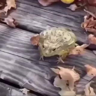 Video sticker ✔️ ......