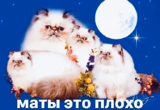 Video sticker 😔 Не Цезарь (для важных переговоров)