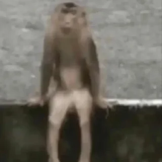 Video sticker 🐒 屁股猴