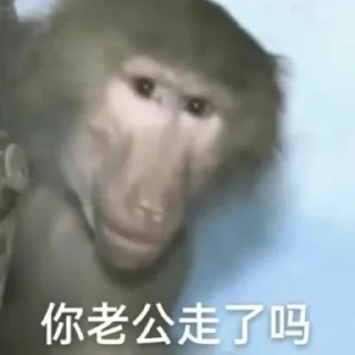 Video sticker 🐒 屁股猴