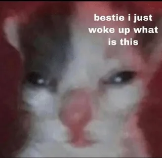 Video sticker 🥹 Ledy meme :: @fStikBot