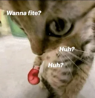 Telegram stiker 😠 Ledy meme :: @fStikBot