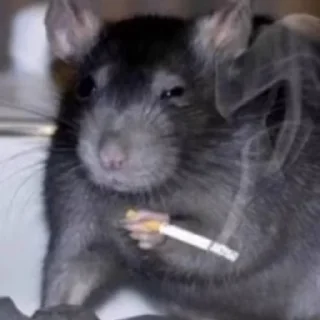 Video sticker 🚬 для наших переговоров 🫐 @hotice_4444