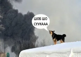 Telegram sticker 🤯 Дикі твітерські дотепи