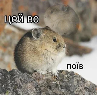 Telegram sticker 😋 Дикі твітерські дотепи