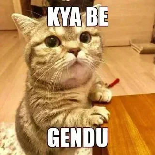 Телеграм стикер 😾 Shu's pack(@Unhonored) :: @fStikBot