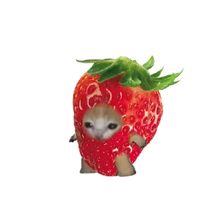 Video sticker 🍓 SOGAND🤨