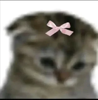 Телеграм стикер 🎀 SOGAND🤨