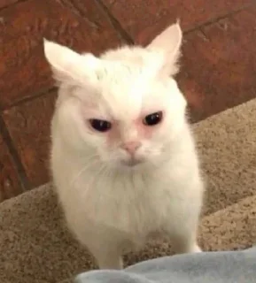 Телеграм стикер 😠 SOGAND🤨