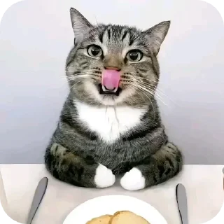 Video sticker 🐱 Больше стиков тут: @stikery4
