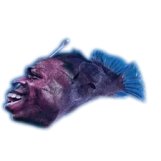 Video sticker 🐟 pipa
