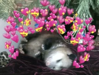 Video sticker 💕 poss