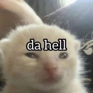 Telegram sticker 🫤 Kucing sticker @Pinkstorys8 :: @fStikBot