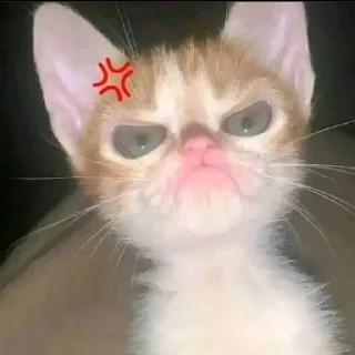 Video sticker 😡 Kucing sticker @Pinkstorys8 :: @fStikBot