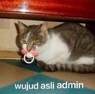 Video sticker 🥶 Kucing sticker @Pinkstorys8 :: @fStikBot