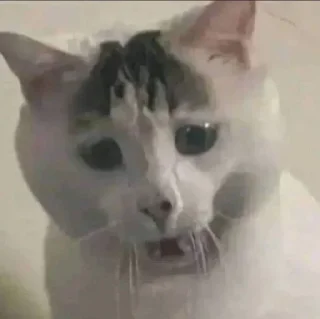 Telegram sticker 😳 Kucing sticker @Pinkstorys8 :: @fStikBot