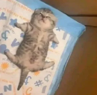 Video sticker 😴 Kucing sticker @Pinkstorys8 :: @fStikBot