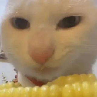 Telegram sticker 😕 Kucing sticker @Pinkstorys8 :: @fStikBot