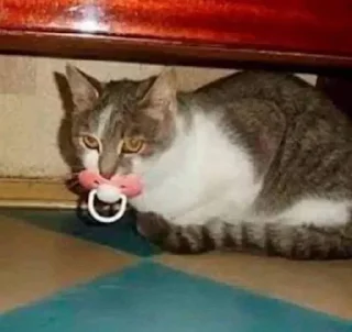 Telegram sticker 🤓 Kucing sticker @Pinkstorys8 :: @fStikBot