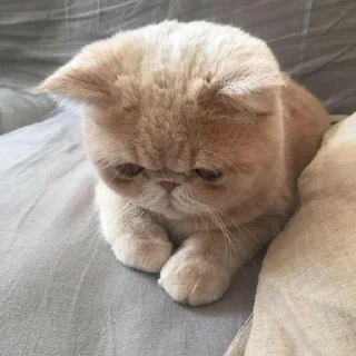 Telegram stiker 🥺 Cheip moods