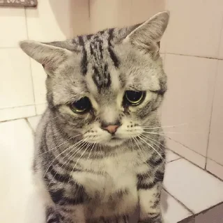 Telegram stiker ☹️ Cheip moods