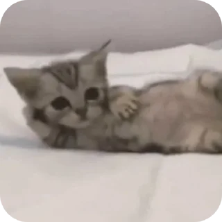 Telegram sticker 🐱 Cars - @Itsamen