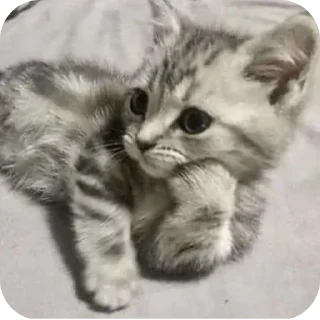 Telegram sticker 🐱 Cars - @Itsamen