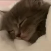 Video sticker 🥺 TamerlanTkhalidzho...