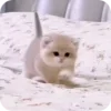 Video sticker 🌟 TamerlanTkhalidzho...