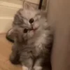 Video sticker 🐈 TamerlanTkhalidzho...