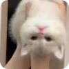 Video sticker 🌟 TamerlanTkhalidzho...