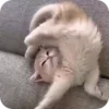 Video sticker 🌟 TamerlanTkhalidzho...