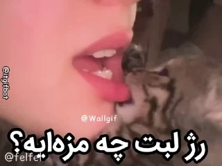 Video sticker 🌶 @ifelfelbot F.uck u
