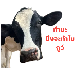 Video sticker 🐄 บักงัวหัวคัว by.ดอกฟ้า