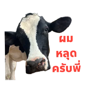 Sticker 🐄 บักงัวหัวคัว by.ดอกฟ้า