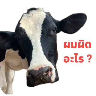 Video sticker 🐄 บักงัวหัวคัว by.ดอกฟ้า