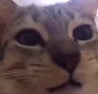 Телеграм стикер 🙄 Такие себе GIF :: @suchgif