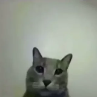 Sticker 🖕 Такие себе GIF :: @suchgif