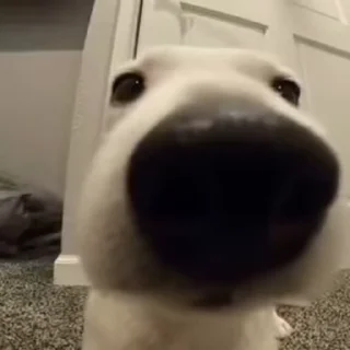 Телеграм стикер 🐶 Такие себе GIF :: @suchgif