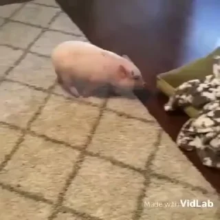 Телеграм стикер 🐷 Такие себе GIF :: @suchgif