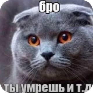 Telegram sticker 🐱 до свидания уехали
