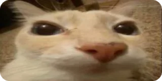 Video sticker 🌟 Больше стикеров тут: @stikery_emodzi_memy