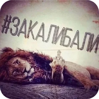 Video sticker 👎 писяпопа