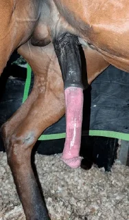 Video sticker 🌟 Yummy Stallions @bestialityC