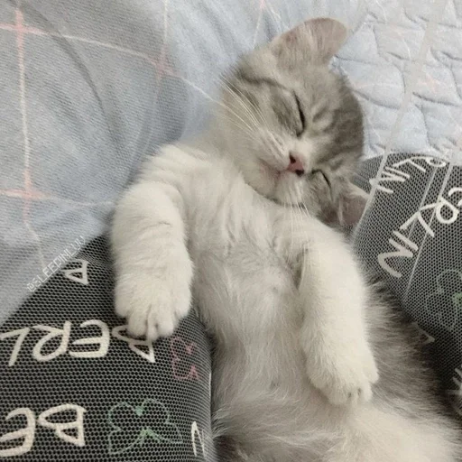 Telegram sticker 🐶 chwuy :: @fStikBot