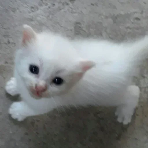 Telegram sticker 🏩 chwuy :: @fStikBot