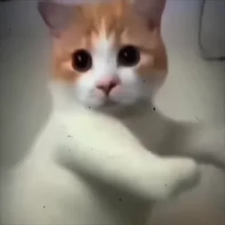 Video sticker 🌟 DEV