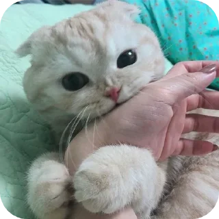 Telegram sticker 🐱 @rem_oru ريمو✨