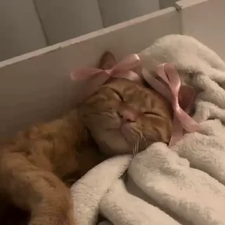 Video sticker 🎀 Больше стиков тут: @stikery4