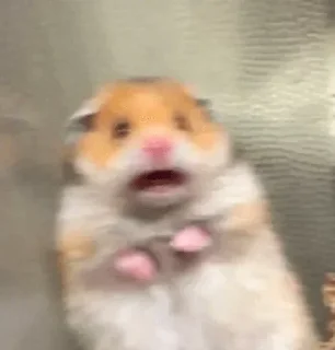 Telegram sticker 🤔 @Top_Kekk 's bullshit